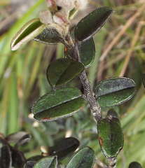 Podalyria burchellii