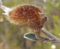 Podalyria burchellii
