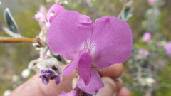 Podalyria burchellii