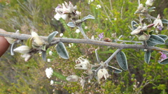 Podalyria burchellii