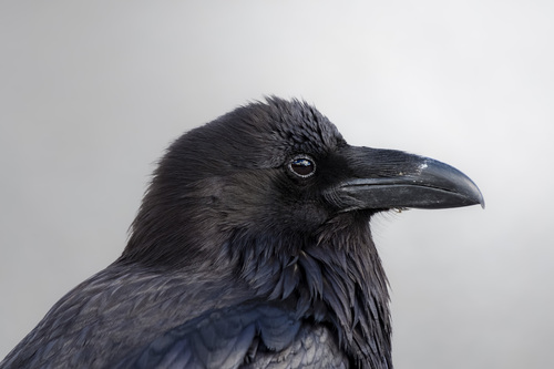 Northern Common Raven photographed in Wyoming