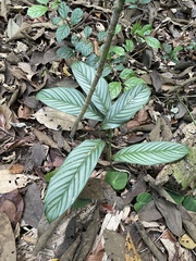 Goeppertia argyrophylla