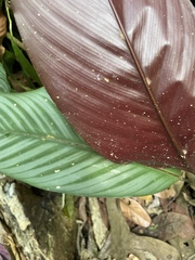 Goeppertia argyrophylla, photograph B. Phalan, CC BY, iNaturalist via GBIF
