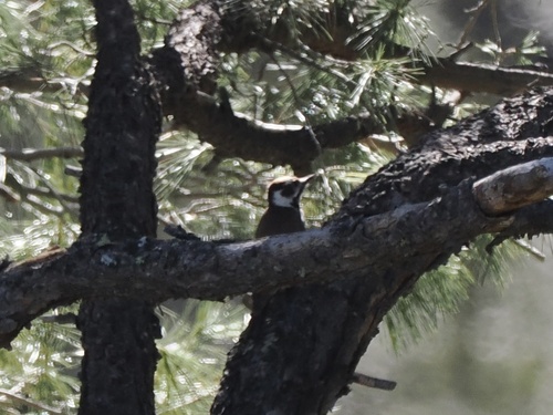 Arizona Woodpecker (Leuconotopicus arizonae), photo 4