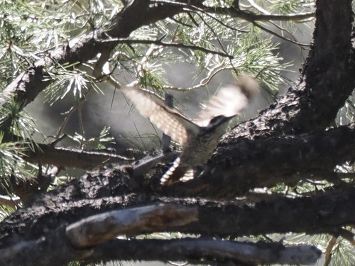 Arizona Woodpecker (Leuconotopicus arizonae), photo 5