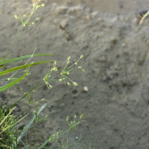 Fimbristylis squarrosa iNat (1)