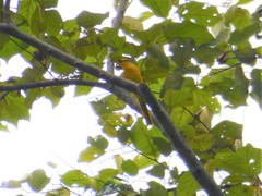 Pericrocotus speciosus