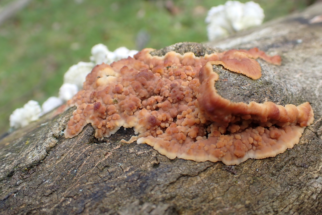 Phlebia radiata · February 2026 · photo: © kh-c (iNaturalist, cc0)
