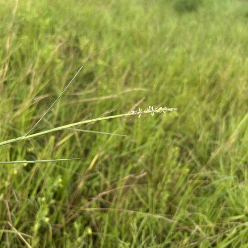 Hemarthria compressa observed 2026-03-01