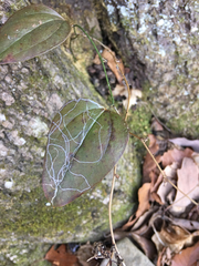 Marmara smilacisella