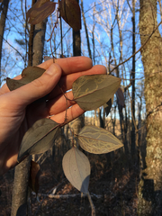 Marmara smilacisella