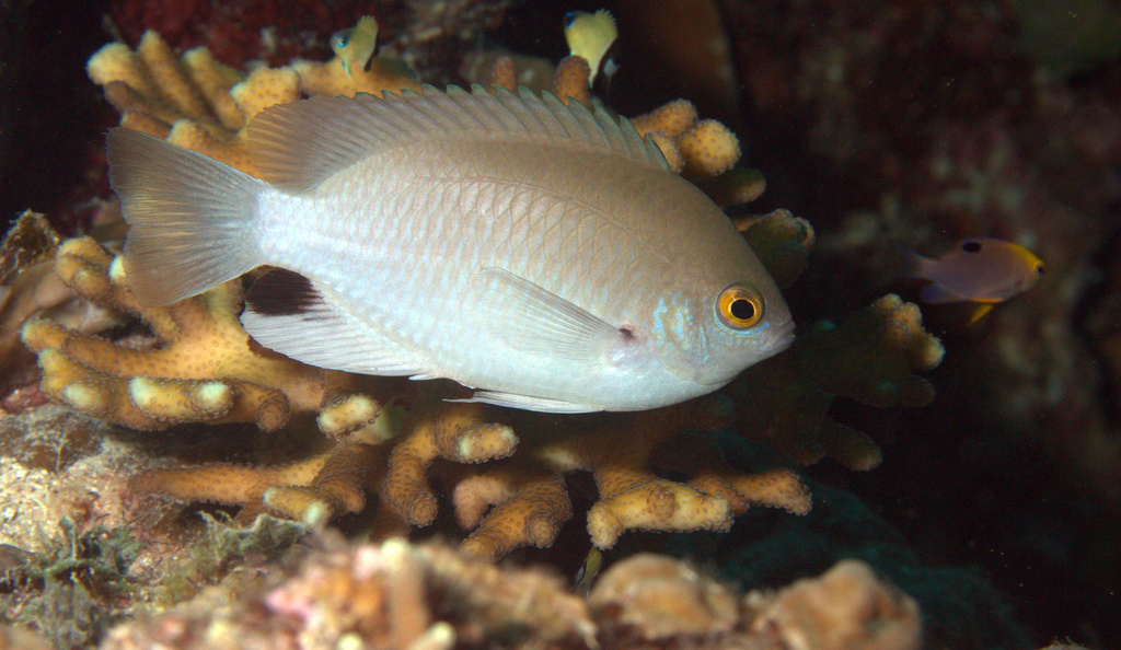 Black-Spot Damsel