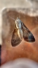 Lepidoptera