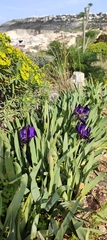 Iris pseudopumila, photograph (c) rosscotron, some rights reserved (CC BY)