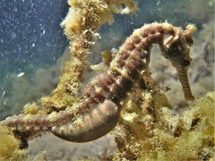 Hippocampus subelongatus
