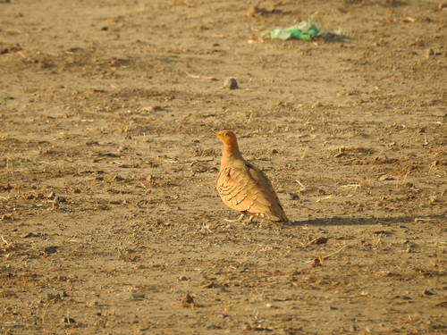 Chestnut-bellied Sandgrouse