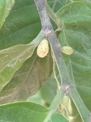 Artocarpus nitidus nitidus