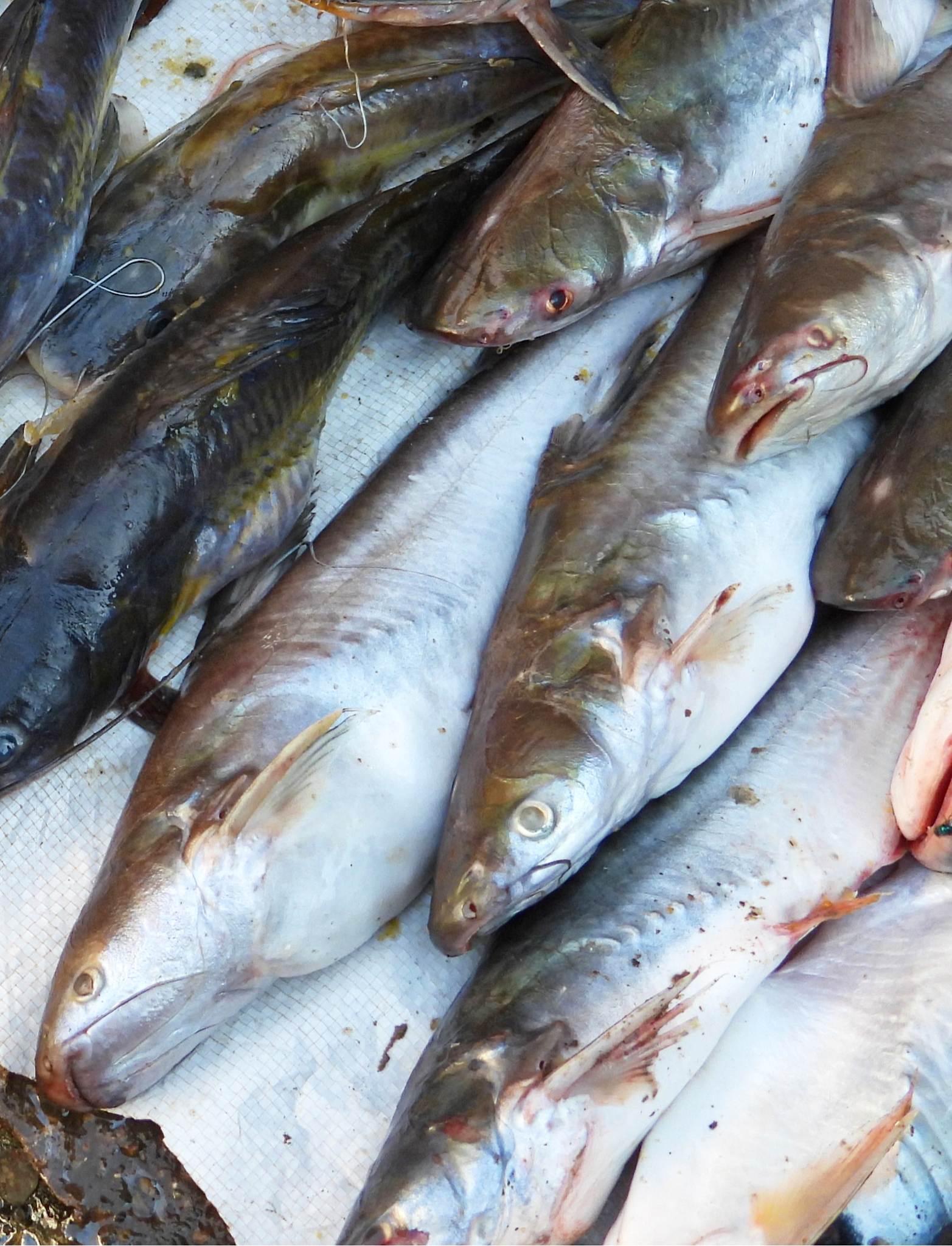 Snail-Eating Pangasius photo 6
