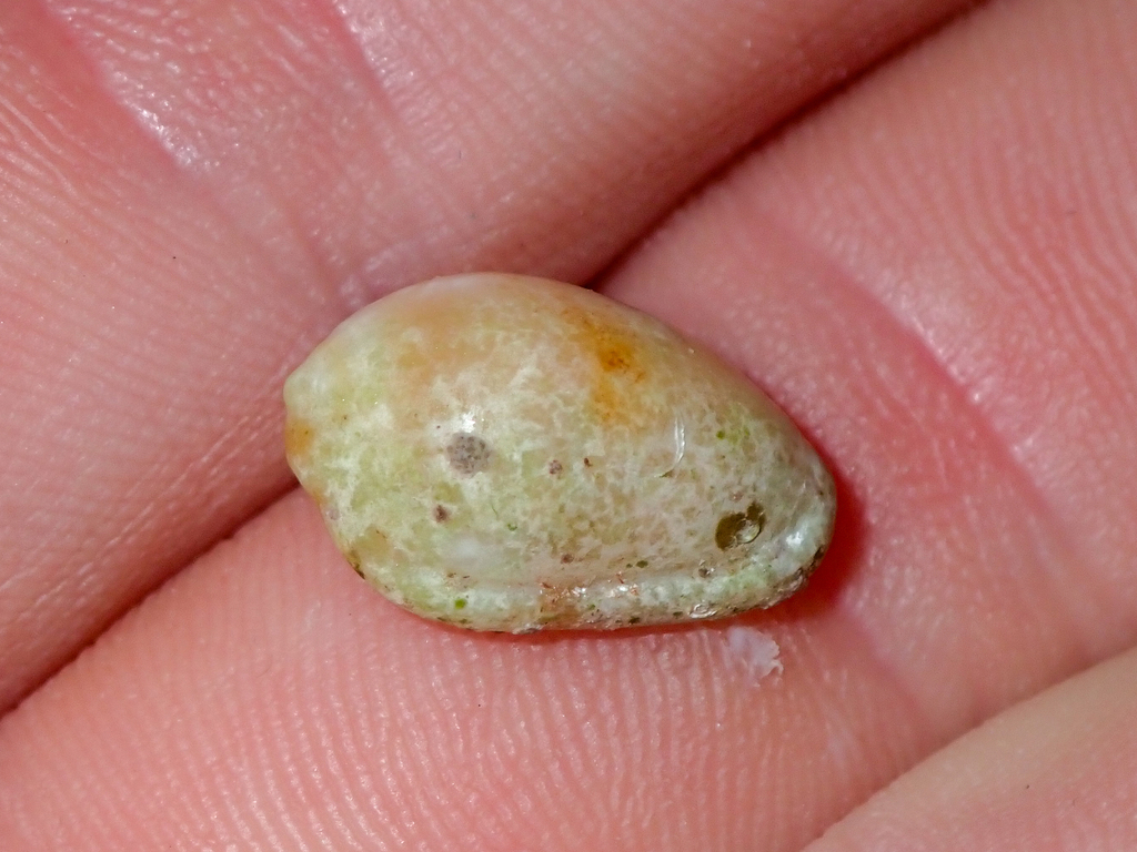 white-spot marginella