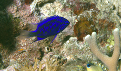 Chrysiptera springeri