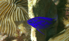 Chrysiptera springeri