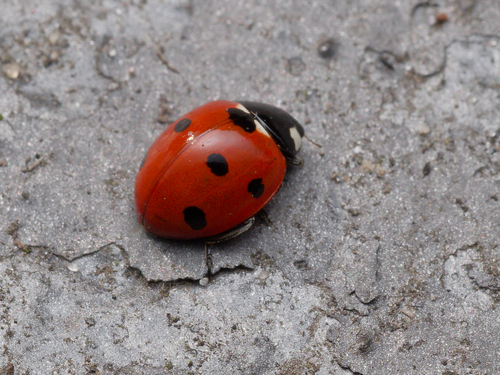 Seven-spotted Lady Beetle