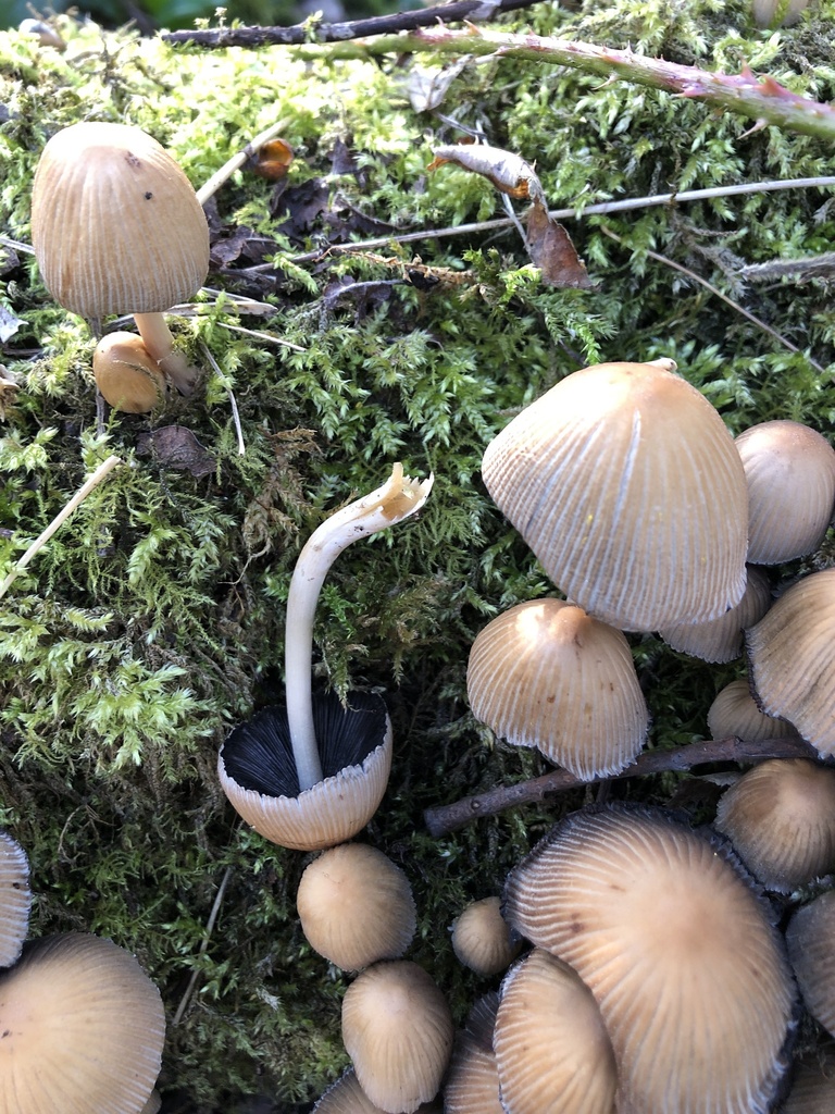 Coprinellus micaceus · March 2026 · photo: © gerardbertrand (iNaturalist, cc-by)