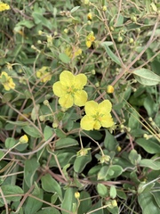 Sphedamnocarpus pruriens pruriens