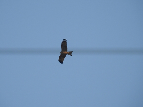 Yellow-billed Kite
