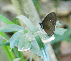 Euploea mulciber mulciber