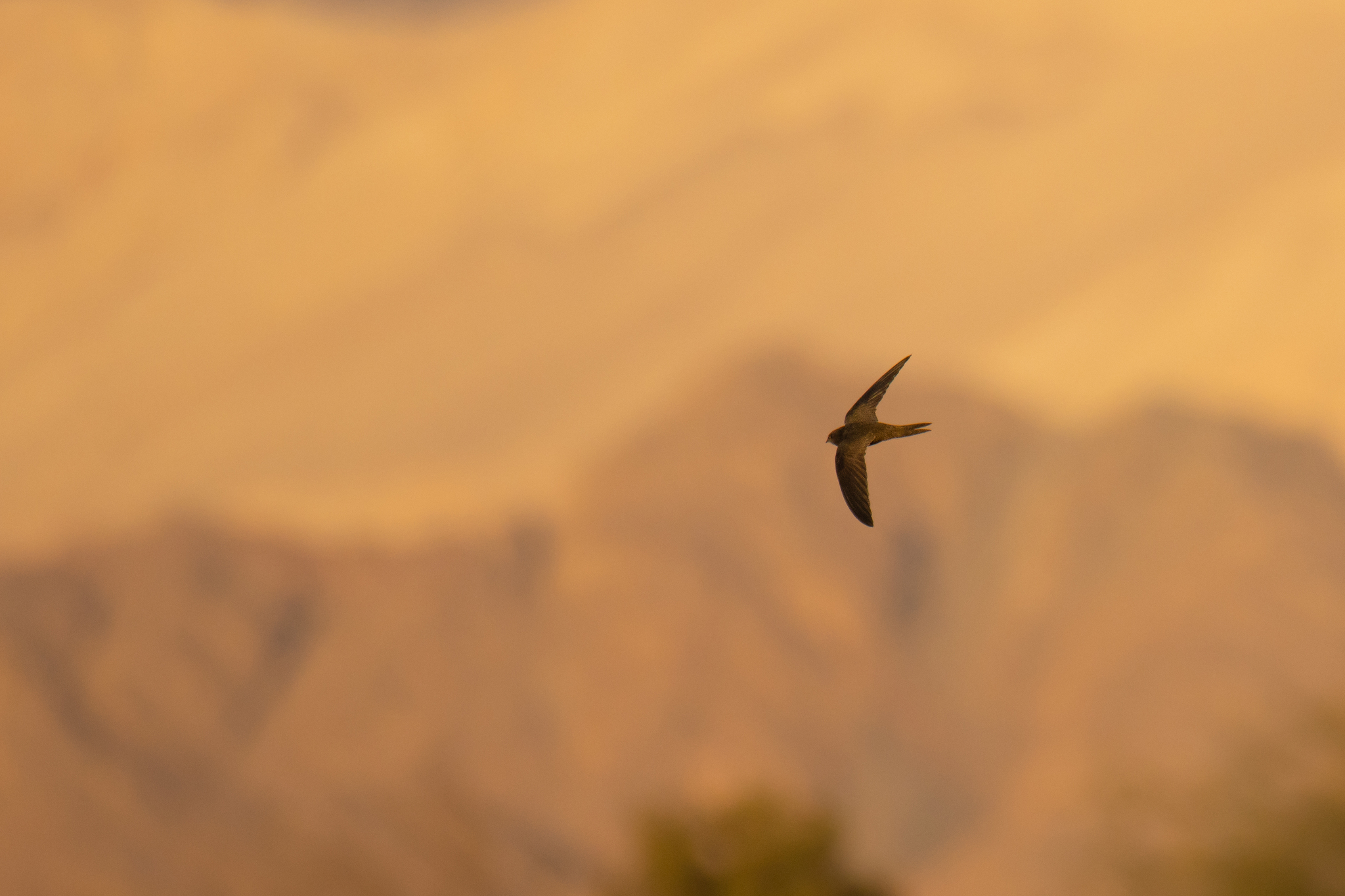 Apus apus (Linnaeus, 1758)