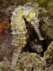 Hippocampus subelongatus