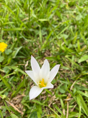 Zephyranthes mesochloa