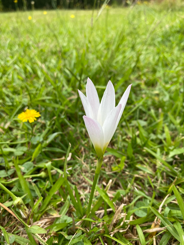 Zephyranthes mesochloa, photograph 2