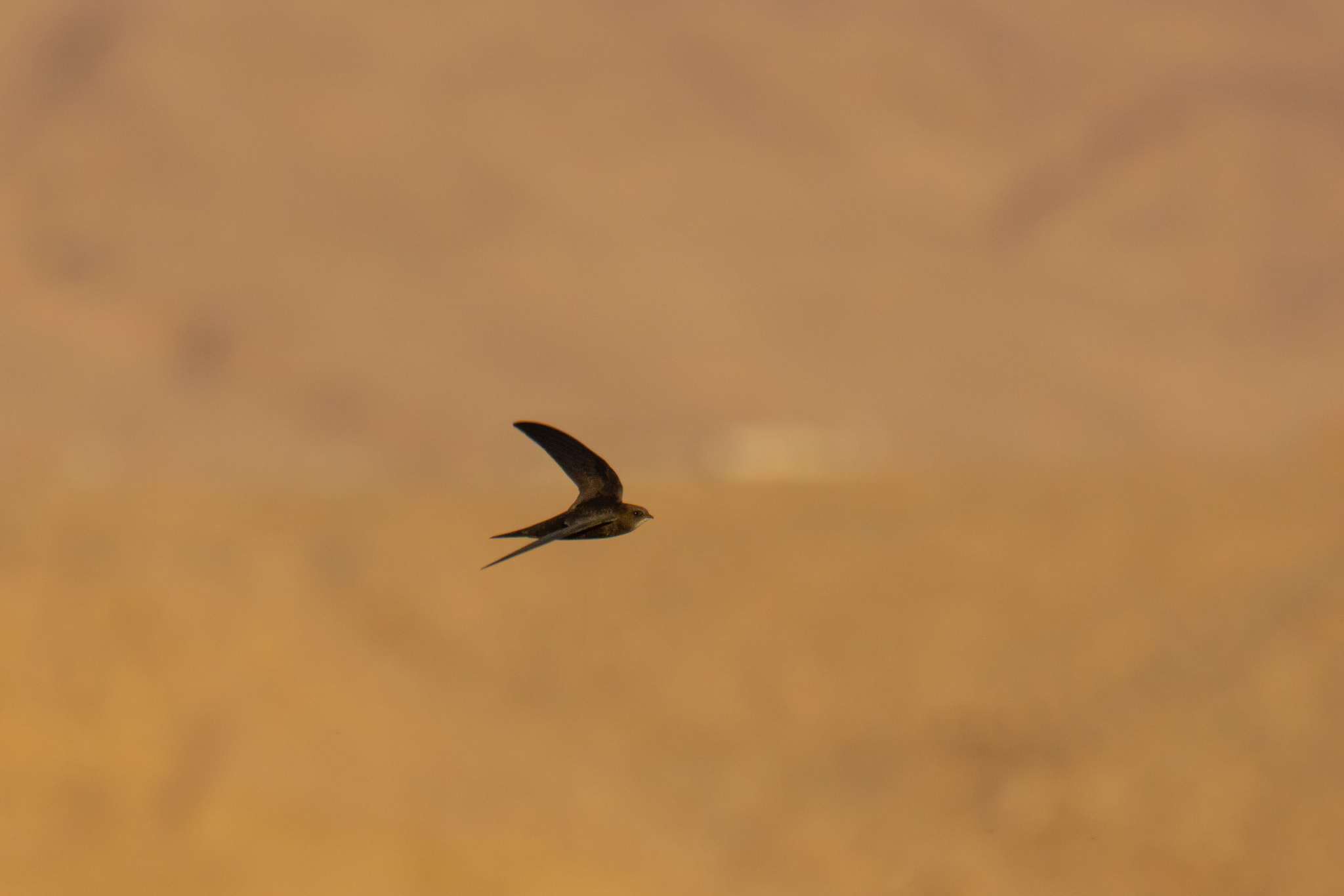Apus apus (Linnaeus, 1758)