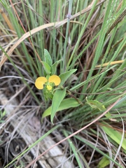 Commelina africana krebsiana