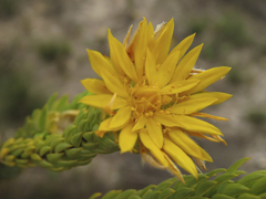 Lachnaea aurea