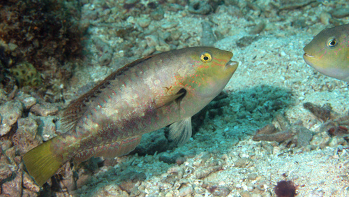 Spinytooth Parrotfish (calotomus Spinidens) · Inaturalist