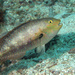 Spinytooth Parrotfish - Photo (c) craigjhowe, some rights reserved (CC BY-NC)