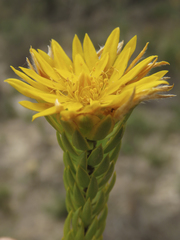 Lachnaea aurea