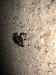 Phrynomantis bifasciatus