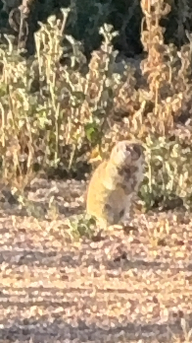 Round-tailed Ground Squirrel observed by scooterheyer