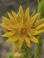Lachnaea aurea