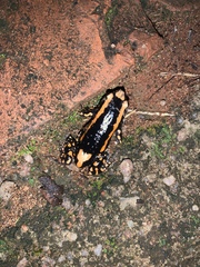 Phrynomantis bifasciatus