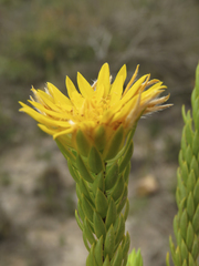 Lachnaea aurea