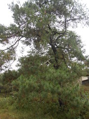 Pinus georginae