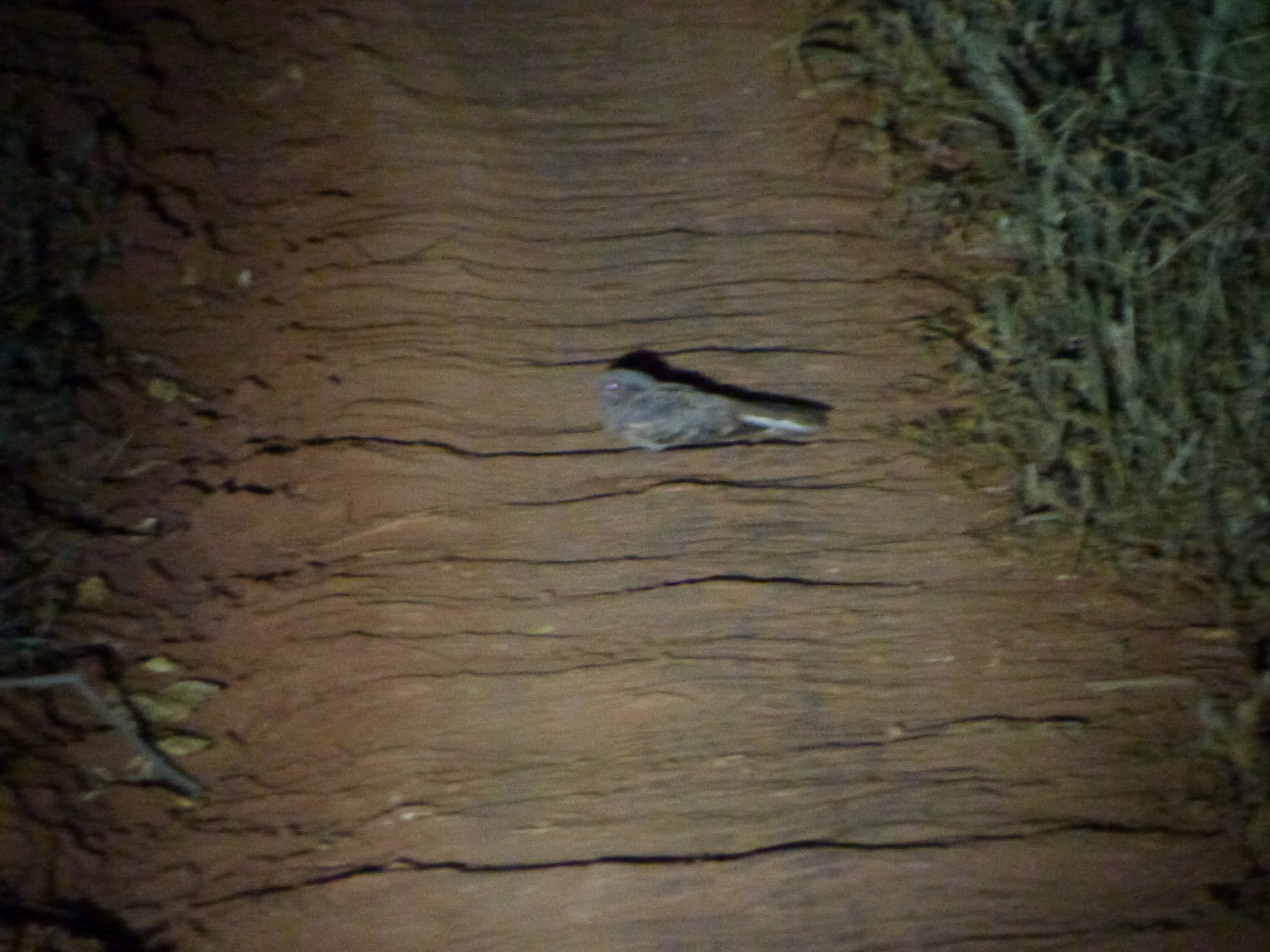 Little Nightjar (Setopagis parvula), photo 2