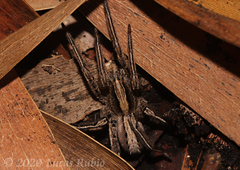 Centroctenus brevipes