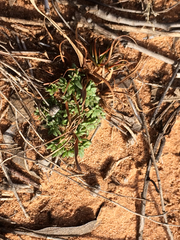 Nuttallanthus texanus