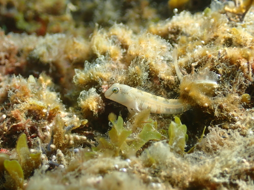 Dalmatian blenny (Microlipophrys dalmatinus) — Blenniidae